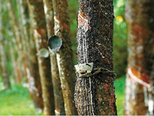 灌封胶专用消泡剂在天然橡胶中应用