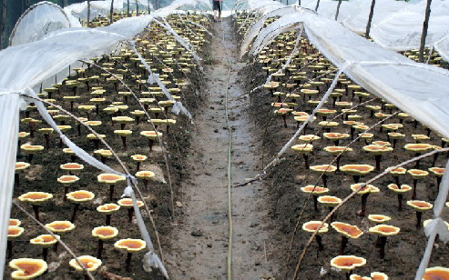 发酵用有机硅专用消泡剂在发酵中应用